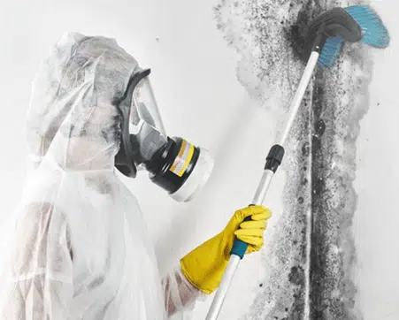 Do You Have a Commercial Property with a Suspected Mold Issue?